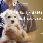 تكلفة دراسة الطب البيطري في مصر